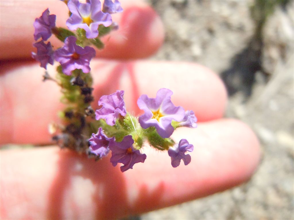 Heliotropium amplexicaule / Eliotropio purpureo